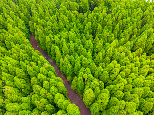 Fototapeta Naklejka Na Ścianę i Meble -  Pine forest from the air, near Lagoa do Canario. Sete Cidades Aerial View. Natural landscape in Sao Miguel, Azores. Portugal.
