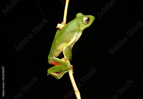 Malabar gliding frog on stick

