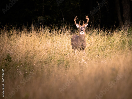 Deer in the Field