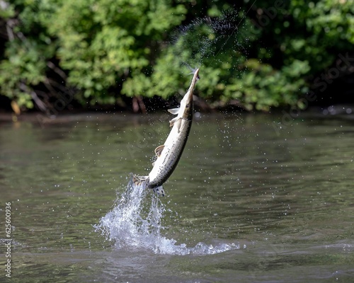 A gar jumping out of the water 