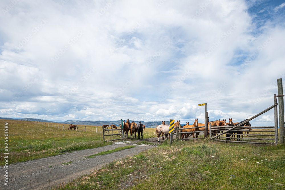 Fototapeta premium horses gathered at cattleguard