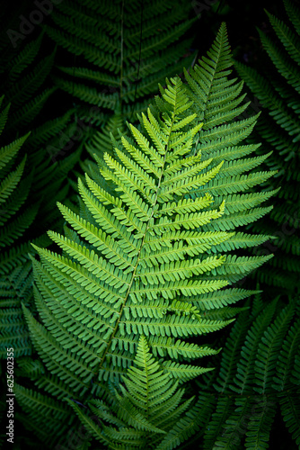Ferns in the Woods