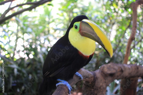 toucan on a branch