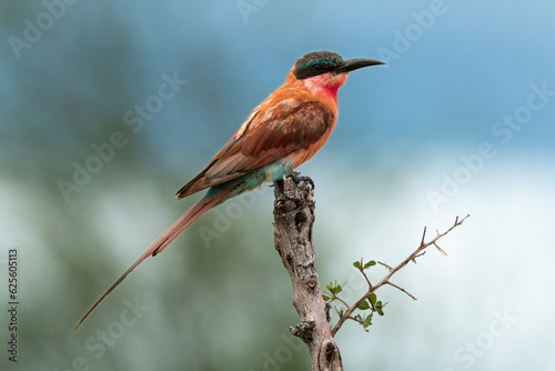 Guêpier carmin,.Merops nubicoides, Southern Carmine Bee eater