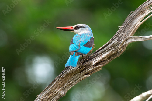 Martin chasseur du Sénégal,.Halcyon senegalensis, Woodland Kingfisher © JAG IMAGES