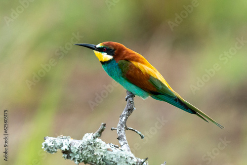 Guêpier d'Europe,.Merops apiaster, European Bee eater