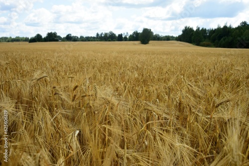 Ripe golden wheat in organic farm ready for harvest