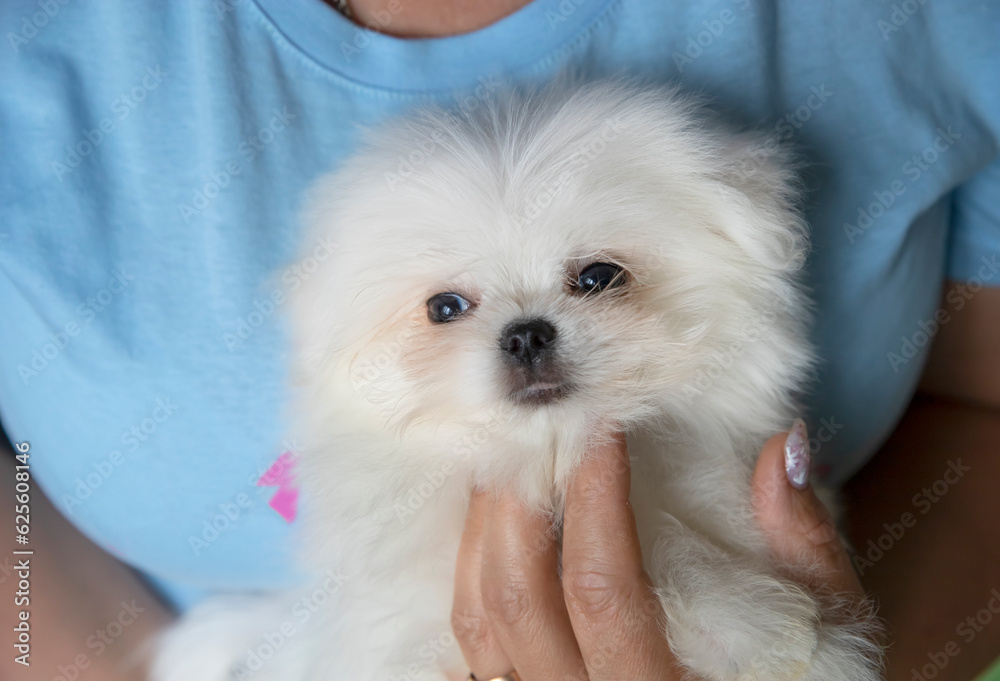 A small white fluffy puppy in his hands on a blue background A small white fluffy puppy in his hands on a blue background