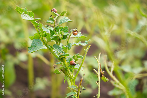 potato plant eaten by Colorado potato beetle