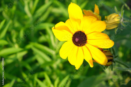 rudbeckus yellow, a flower bed in the garden in the evening