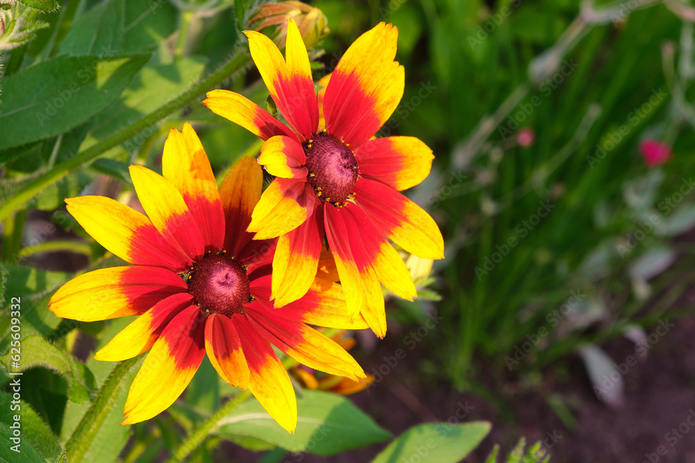 rudbeckus yellow and red macro in the garden rudbeckus yellow and red macro in the garden
