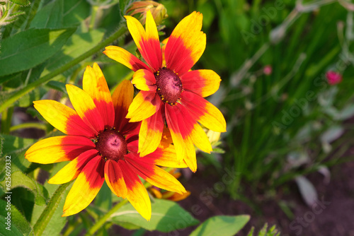 rudbeckus yellow and red macro in the garden