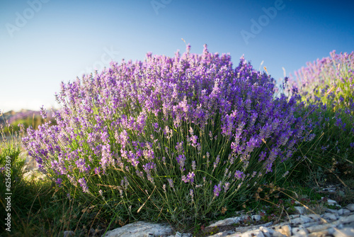 True lavender (lavandula angustifolia) in provence photo