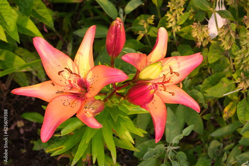 pink lily macro in the garden at sunset