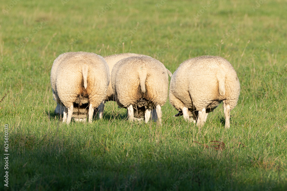 Cute sheep grazing in the shade seen from behind in fresh spring green meadow in the sun Cute sheep grazing in the shade seen from behind in fresh spring green meadow in the sun