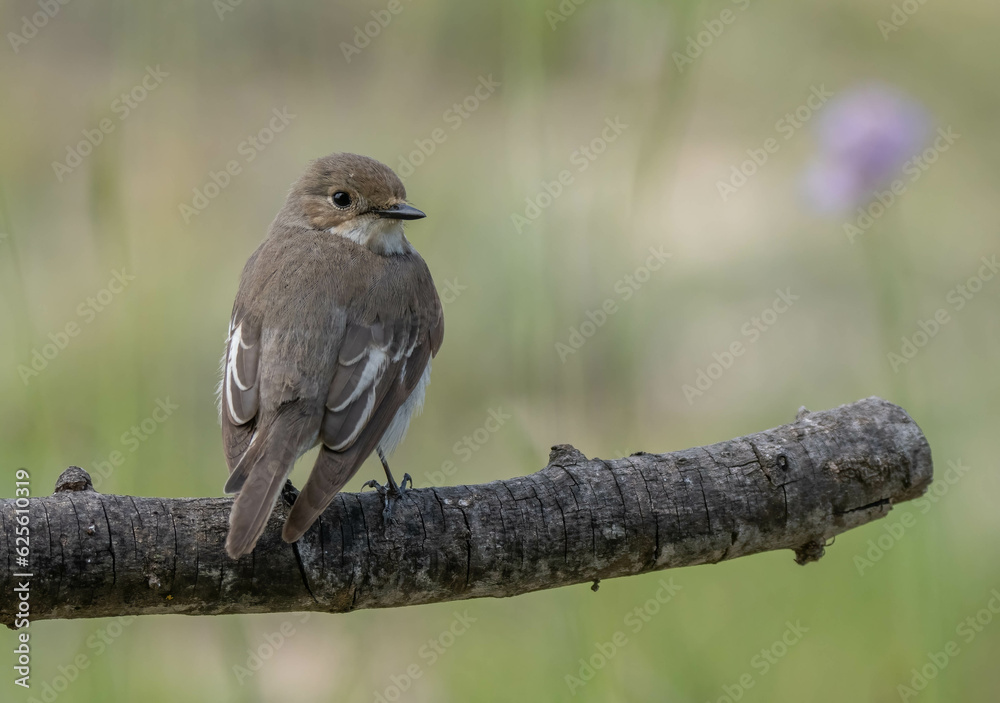 Female European Pied Flycatcher on the branch
Female European Pied Flycatcher on the branch