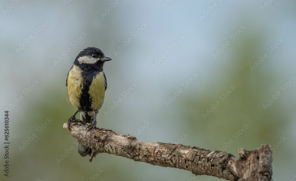 great tit on the branch great tit on the branch