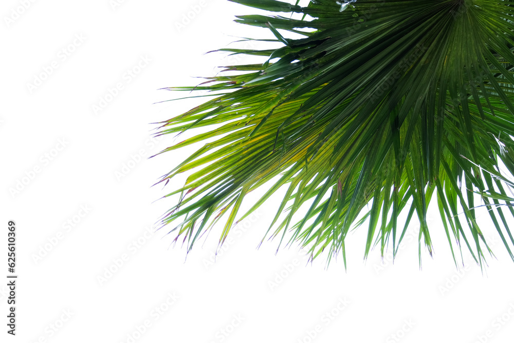 Fototapeta premium palm tree leaves on a transparent background