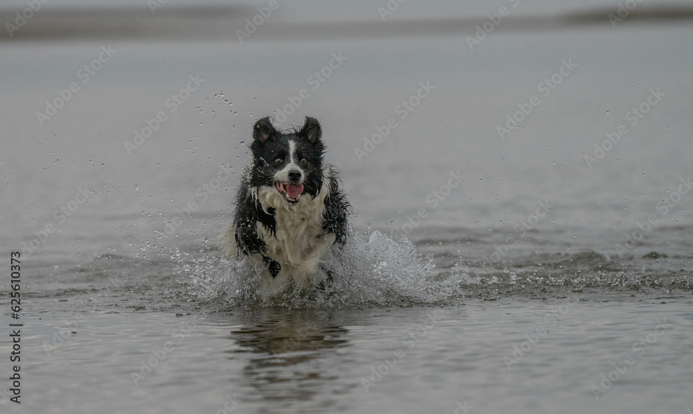 border collie running on the beach