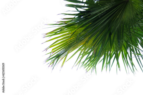 palm tree leaves on a transparent background