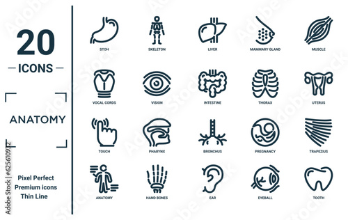 anatomy linear icon set. includes thin line stoh, vocal cords, touch, anatomy, tooth, intestine, trapezius icons for report, presentation, diagram, web design