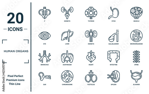 human organs linear icon set. includes thin line p, eye, bronchus, ear, bladder, kidneys, spine icons for report, presentation, diagram, web design