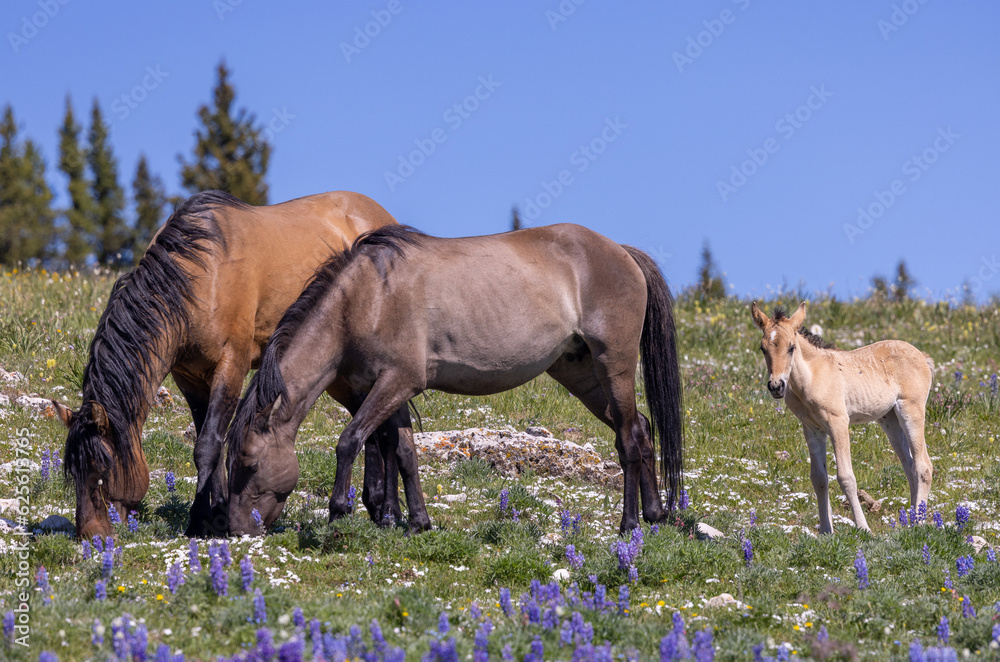 Fototapeta premium Wild Horses in the Pryor Mountains Montana in Summer