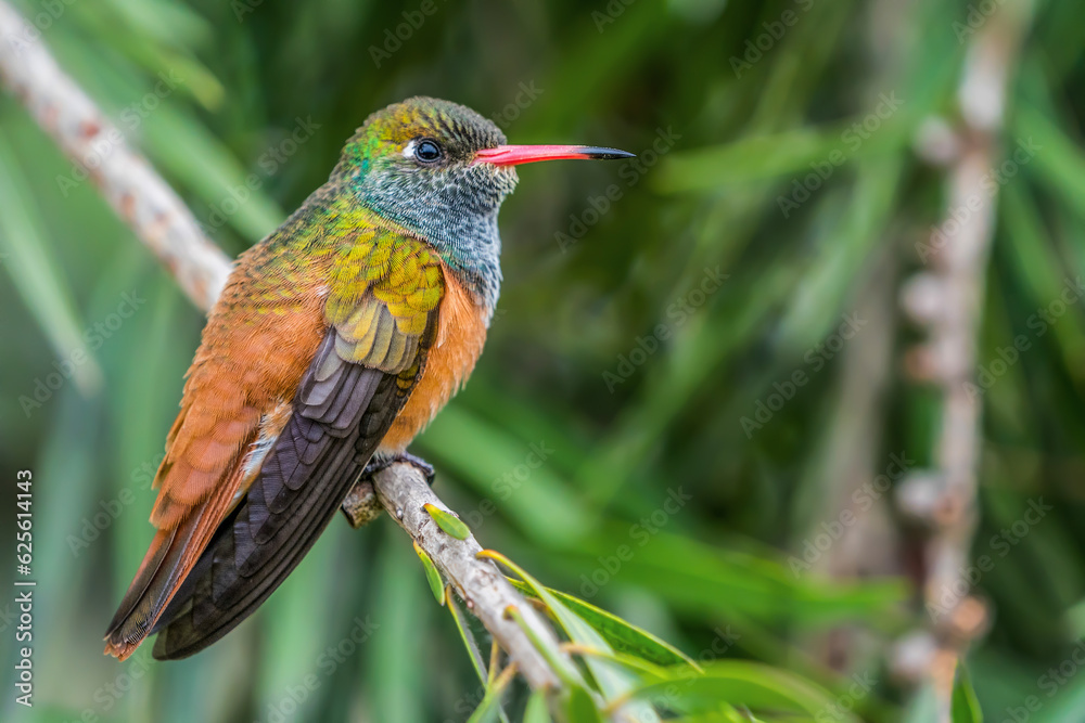 Fototapeta premium hummingbird on a branch
