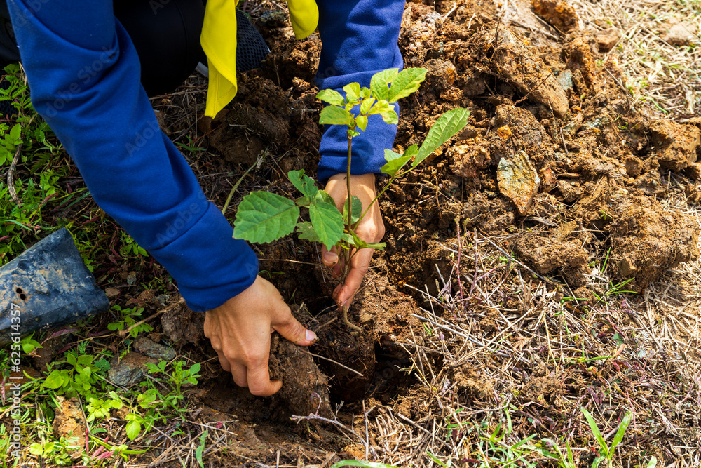 Naklejka premium Planting Trees for a Greener Tomorrow. Hand Planting Trees