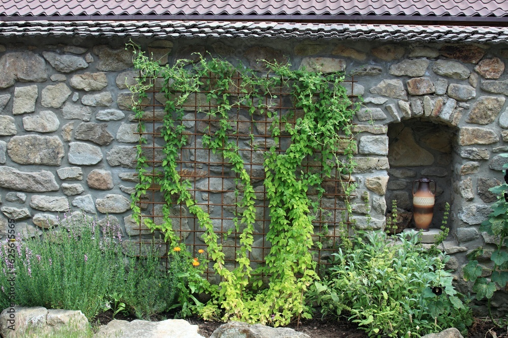 Old stone wall with Codonopsis pilosula or Dangshen climbing up garden decoration. Pink Hyssopus officinalis and niche with amphora around it. Grid of rusty metal grate on the wall. Old stone wall with Codonopsis pilosula or Dangshen climbing up garden decoration. Pink Hyssopus officinalis and niche with amphora around it. Grid of rusty metal grate on the wall.