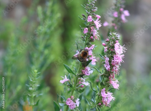Pink Hyssopus officinalis, also called hyssop pollinated by humblebee. Traditional favourite plant with medicinal and culinary uses, beloved by bees and bumblebees. Blurred background. © svehlik