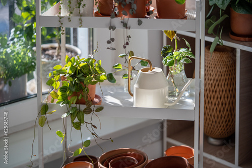 Plants in terracotta pots on cart at home. Watering can and flowerpots, dischidia houseplant on metal shelfs. Indoor gardening, greenery at living room photo