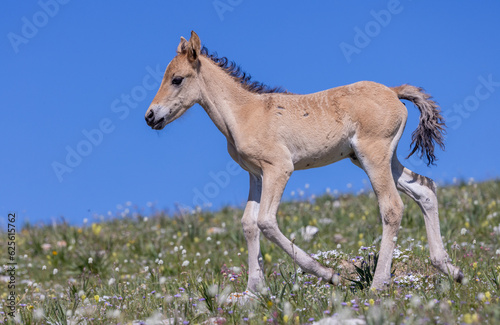 Fototapeta Naklejka Na Ścianę i Meble -  Cute Wild Horse Foal in Summer in the Pryor Mountains Montana