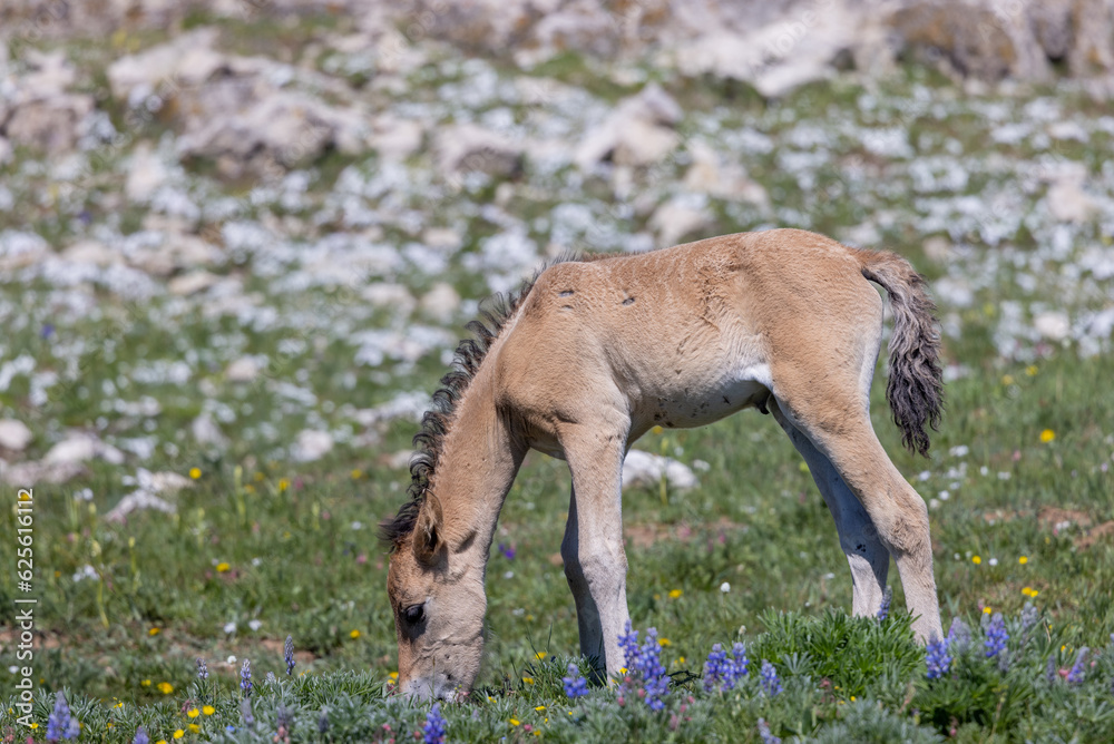 Cute Wild Horse Foal in Summer in the Pryor Mountains Montana Cute Wild Horse Foal in Summer in the Pryor Mountains Montana