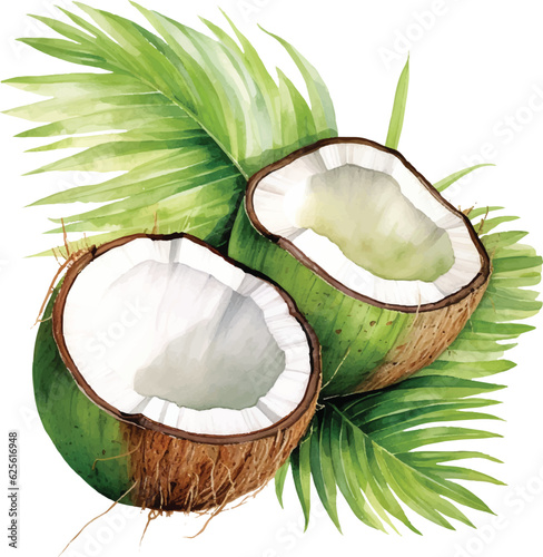 Watercolor Coconut vector with tropical leaves. Isolated on white background