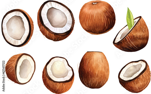 Watercolor Fresh ripe coconut, coconut half piece with white flesh. Tropical coconut fruits on white background.