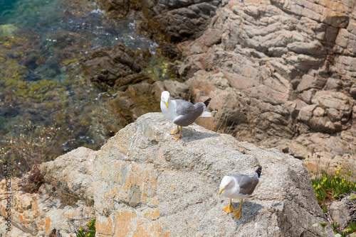 Seagulls on a cliff in the Mediterranean Sea