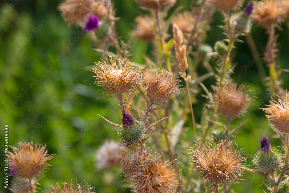 Flowers and plants in summer in the Mediterranean area Flowers and plants in summer in the Mediterranean area