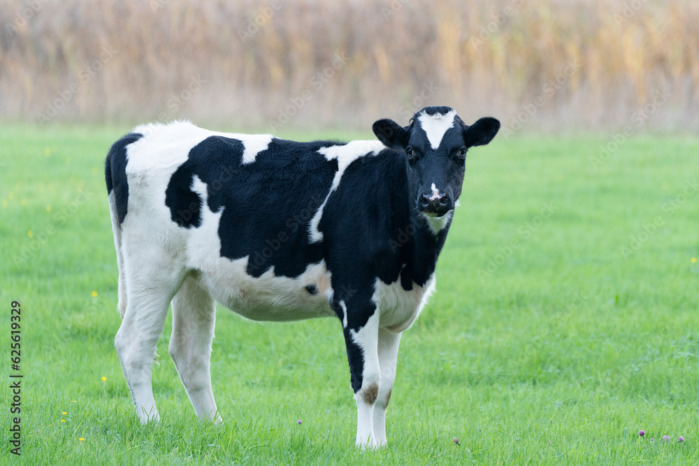 Black and white cow in a green meadow looking at the camera