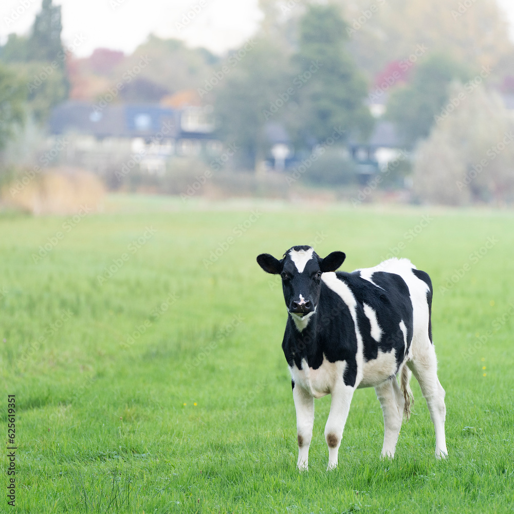Black and white calf in a green meadow looking at the camera Black and white calf in a green meadow looking at the camera