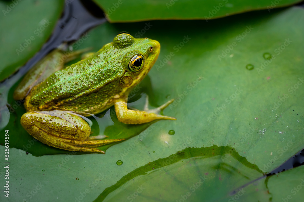 Frog resting. Pool frog sitting on leaf. Pelophylax lessonae. European frog. Marsh frog with Nymphaea leaf. Frog resting. Pool frog sitting on leaf. Pelophylax lessonae. European frog. Marsh frog with Nymphaea leaf.