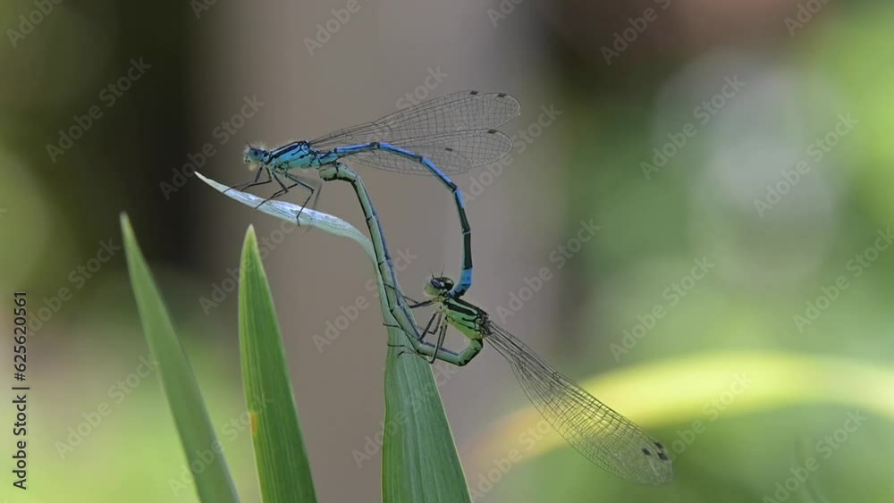Pair of Azure Damselflies (Coenagrion puella) in tandem, mating on an ...