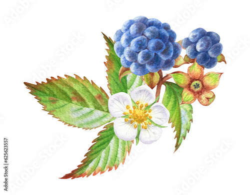 Fototapeta Naklejka Na Ścianę i Meble -  Watercolor illustration with sweet berries from forest. Blackberries, leaves and flower for flyers, brochures, covers, presentations, print templates, scrapbooking artwork