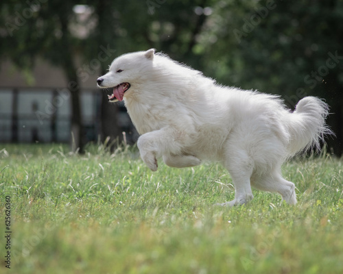 A beautiful purebred Samoyed dog running around a summer park.