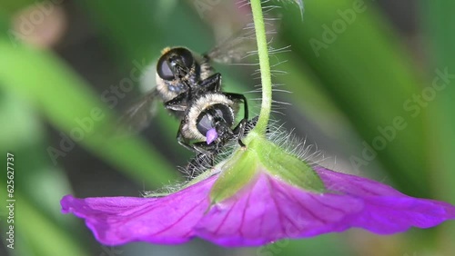 Pair of hoverflies (Volucella bombylans) mating on a geranium flower. July, Kent, UK [Slow motion x5] photo