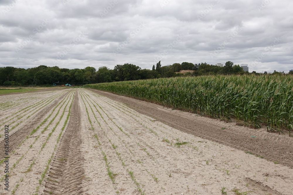 Obraz premium Champ de semis sec et champ de maïs