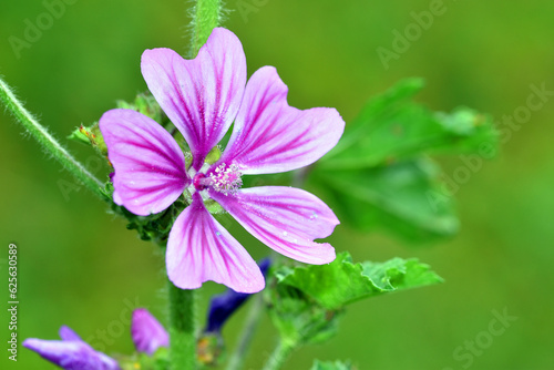 Wild mallow flowers (Malva sylvestris), a species with medicinal