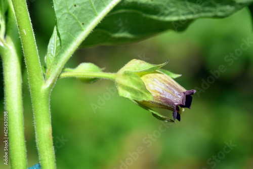 Detail of the belladonna flower (Atropa belladonna) photo