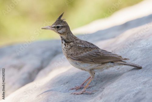 Crested lark on a rock with out of focus background.