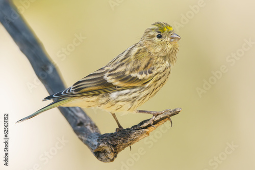 European serin hanging on a branch with out of focus background